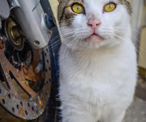 Holiday home Skiathos Home